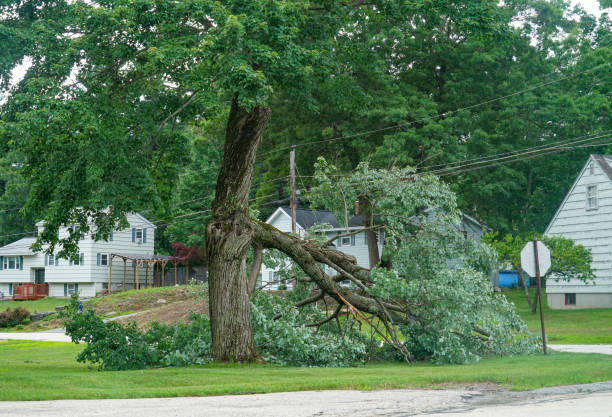 Best Residential Tree Removal  in Rupert, ID